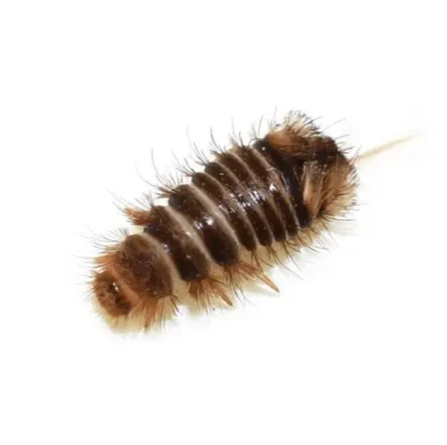 Varied Carpet Beetle Larvae up close white background - Keep pests away from your home with Kona Coast Pest Control in Kailua Kona