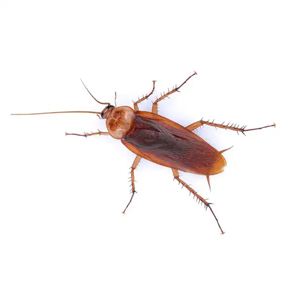 American cockroach against a white background - Keep cockroaches out of your home with Kona Coast Pest Control in Kailua Kona