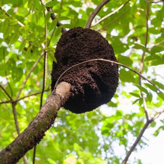 Arboreal termite nest on a tree branch - commercial and residential termite control in Kailua Kona | Kona Coast Pest Control