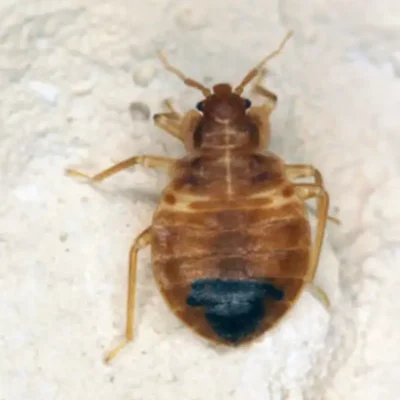 Bed bug against a white background - Keep bed bugs away from your home with Kona Coast Pest Control in Kailua Kona