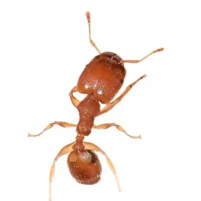 Bigheaded ant on a white background - Ant control with Kona Coast Pest Control in Kailua Kona