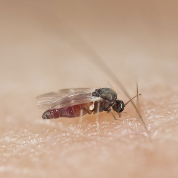 Black fly in a persons palm - Keep flies away from your home with Kona Coast Pest Control in Kailua Kona