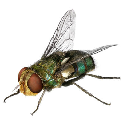 Blow fly against a white background - Keep flies away from your home with Kona Coast Pest Control in Kailua Kona