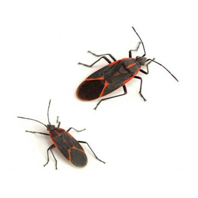 Boxelder bugs against a white background - Keep boxelders away from your home with Kona Coast Pest Control in Kailua Kona