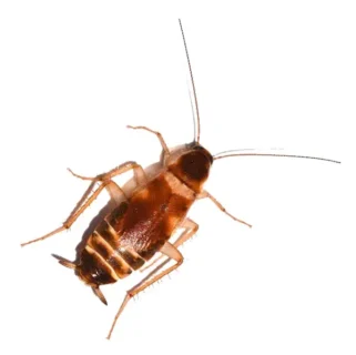 Brown-Banded Cockroach against a  white background - Keep cockroaches out of your home with Kona Coast Pest Control in Kailua Kona