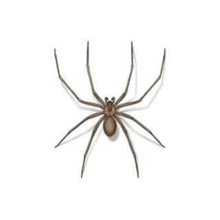 Drawing of a Brown Recluse Spider close up white background - commercial spider control in Kailua Kona | Kona Coast Pest Control