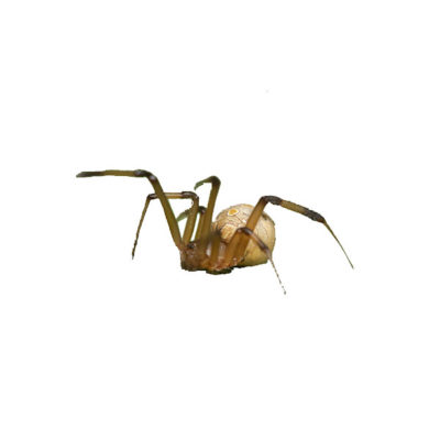Brown Widow Spider with front legs in the air - keep spiders away from your family with Kona Coast Pest Control in Kailua Kona