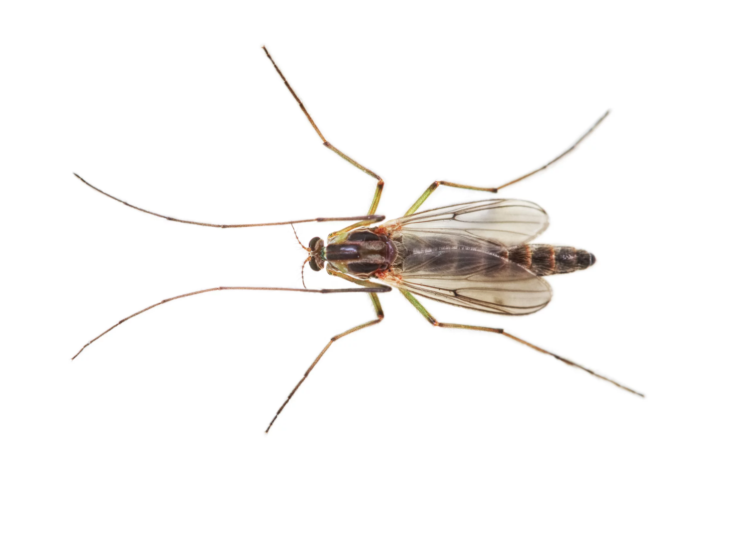 A buzzer midge against a white background - Keep pantry pests out of your home with Kona Coast Pest Control in Kailua Kona