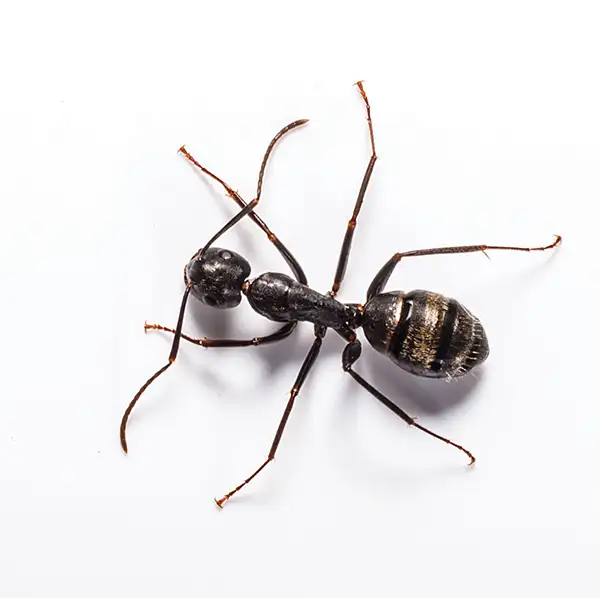 Carpenter Ant against a white background - Keep Carpenter ants away from your home with Kona Coast Pest Control in Kailua Kona