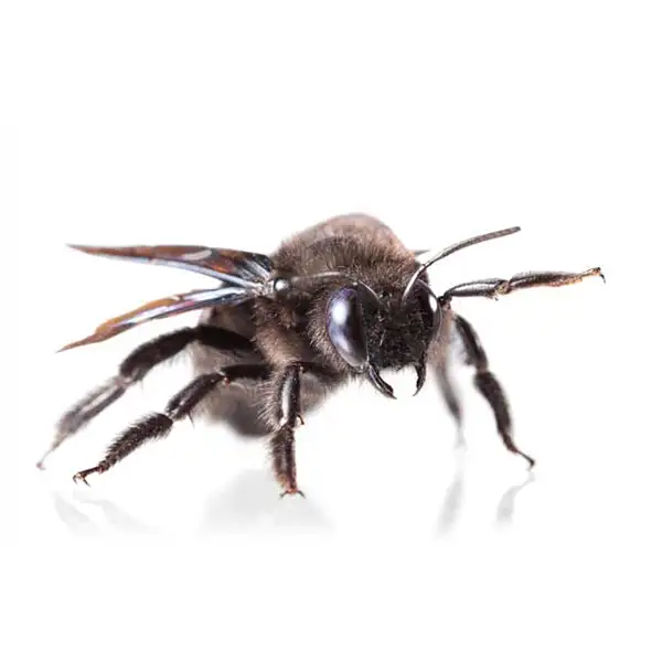 Carpenter bee against a white background - Keep carpenter bees away from your home with Kona Coast Pest Control in Kailua Kona