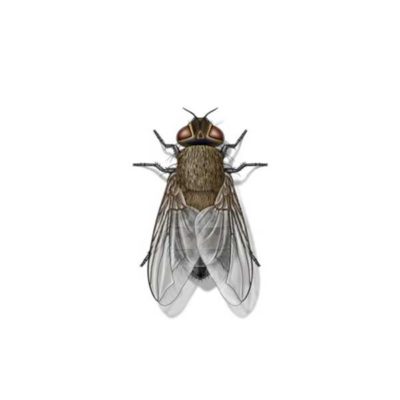 cluster fly against a white background - Keep cluster flies away from your home with Kona Coast Pest Control in Kailua Kona