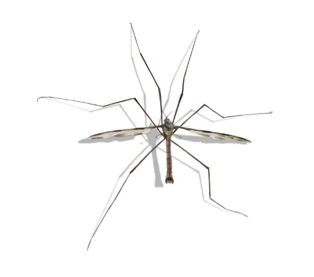 Crane fly against a white background - Keep crane flies away from your home with Kona Coast Pest Control in Kailua Kona