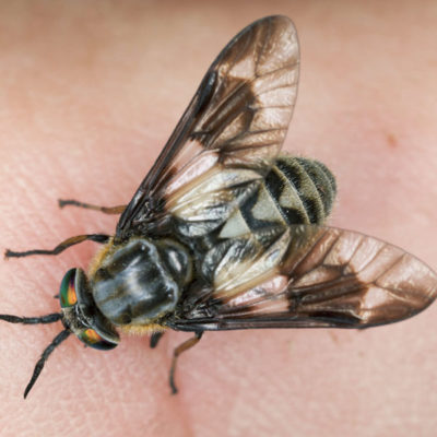 A deer fly in the palm of a person's hand - Keep deer flies out of your home with Kona Coast Pest Control in Kailua Kona