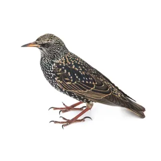 European starling against a white background - Keep starlings away from your home with Kona Coast Pest Control in Kailua Kona