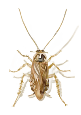 Illustration of a field cockroach on a white background - Keep pests away from your home with Kona Coast Pest Control in Kailua Kona