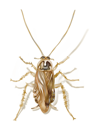 Illustration of a field cockroach on a white background - Keep pests away from your home with Kona Coast Pest Control in Kailua Kona