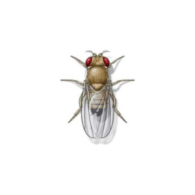 Fruit fly against a white background - Keep fruit flies out of our home with Kona Coast Pest Control in Kailua Kona