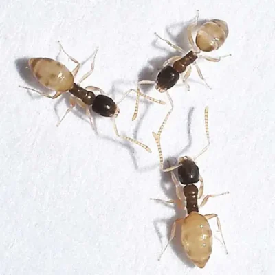 Close up of a cluster of Ghost Ants- Ant control services with Kona Coast Pest Control in Kailua Kona