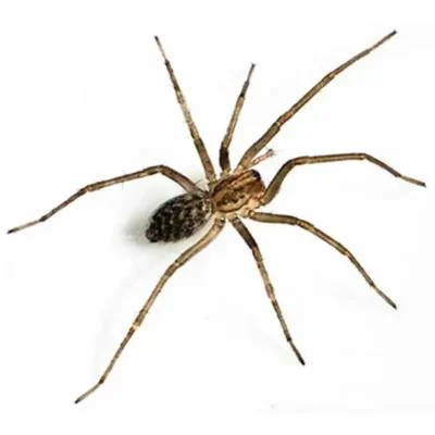 Giant house spider on a white background - Keep spiders away from your home with Kona Coast Pest Control in Kailua Kona