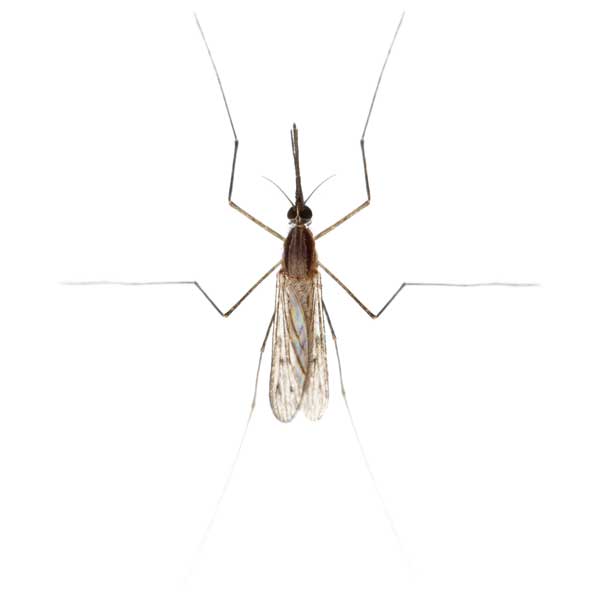 Gnat against a white background - Keep gnats away from your home with Kona Coast Pest Control in Kailua Kona