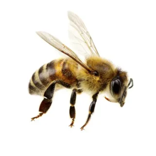 Honey bee against a white background - Keep honey bees away from your home with Kona Coast Pest Control in Kailua Kona