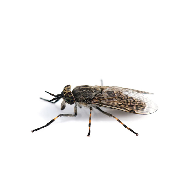 Horse fly against a white background - Keep horse flies out of your home with Kona Coast Pest Control in Kailua Kona