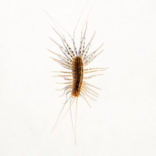 House centipede against a white background - Keep house centipedes out of your home with Kona Coast Pest Control in Kailua Kona