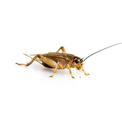 House cricket against a white background - Keep crickets out of your home with Kona Coast Pest Control in Kailua Kona