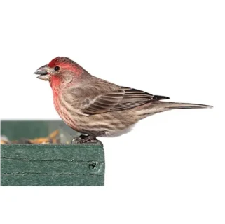 House finch against a white background - Keep house finch away from your home with Kona Coast Pest Control in Kailua Kona