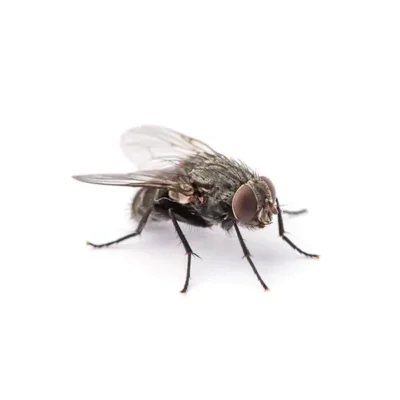 House fly on a white background - Keep flies away from your home with Kona Coast Pest Control in Kailua Kona