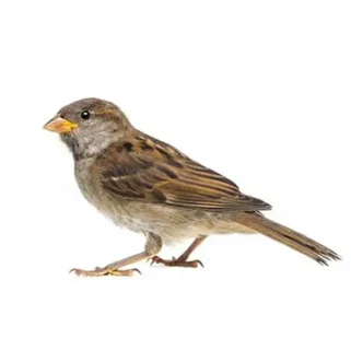 House sparrow against a white background - Keep house sparrows away from your home with Kona Coast Pest Control in Kailua Kona