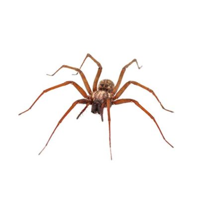 House Spider close up from the front - keep spiders away from your kitchen with Kona Coast Pest Control in Kailua Kona