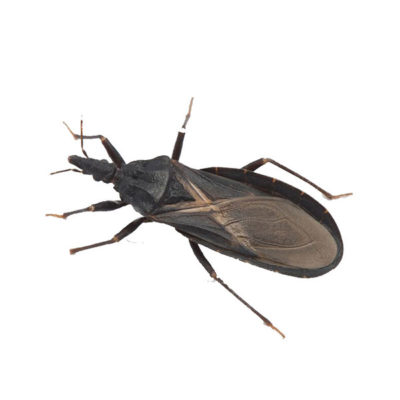 Kissing bug against a white background - Keep kissing bugs away from your home with Kona Coast Pest Control in Kailua Kona
