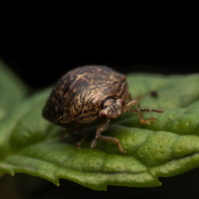 A Kudzu bug crawling on a leaf - Keep kudzu bugs away from your home with Kona Coast Pest Control in Kailua Kona
