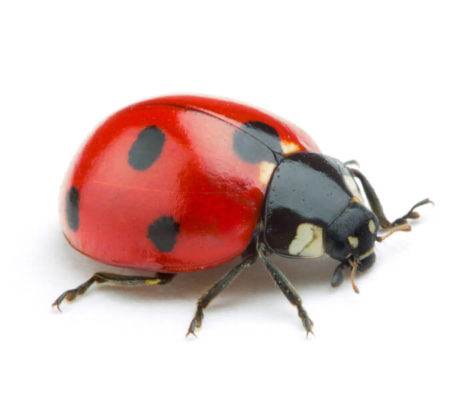 Lady bug against a white background - Keep lady bugs away from your home with Kona Coast Pest Control in Kailua Kona