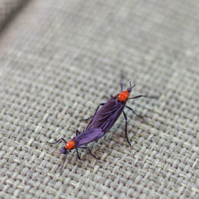 A lovebug crawling on a chair outside - Keep lovebugs away from your home with Kona Coast Pest Control in Kailua Kona