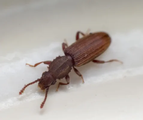 Close up of a merchant grain beetle on a counter - Keep beetles away with Kona Coast Pest Control in Kailua Kona
