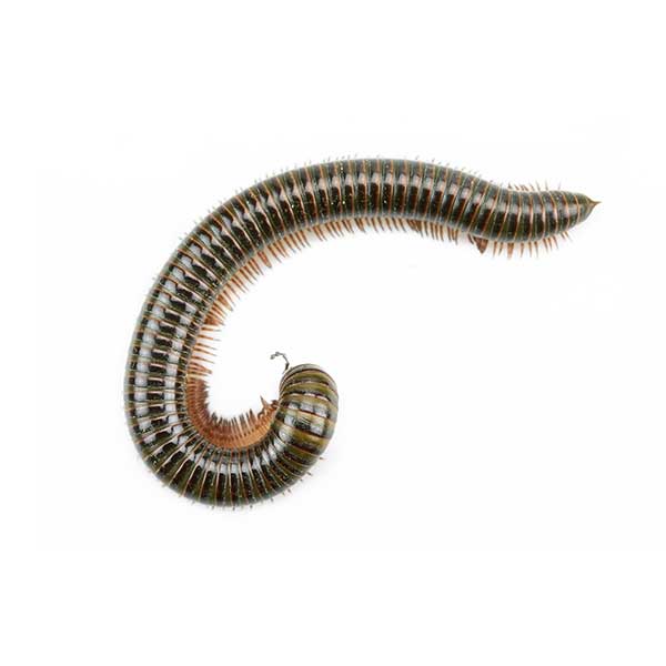 Millipede against a white background - Keep millipedes out of your home with Kona Coast Pest Control in Kailua Kona