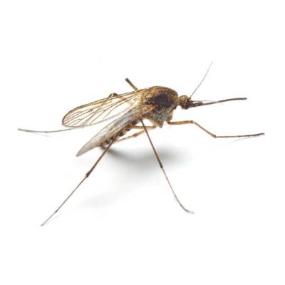 mosquito against a white background - Keep mosquitos away from your home with Kona Coast Pest Control in Kailua Kona