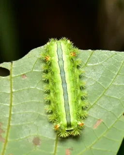 Nettle Caterpillar crawling on a leaf - Keep caterpillars away from your home with Kona Coast Pest Control in Kailua Kona, HI