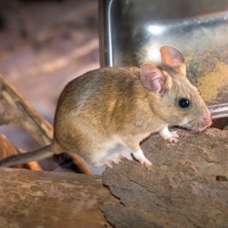Pack rat indoors on the floor - keep rodents out of your house with Kona Coast Pest Control in Kailua Kona