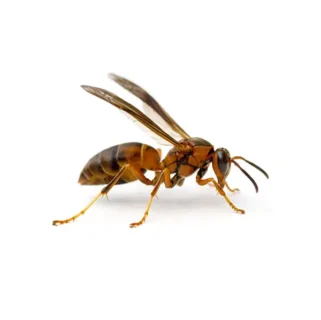 Paper wasp against a white background - Keep paperwasps away from your home with Kona Coast Pest Control in Kailua Kona