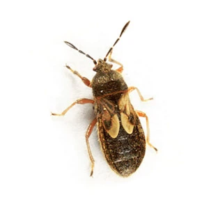 Chinch bug up close white background - Keep pests away from your home with Kona Coast Pest Control in Kailua Kona