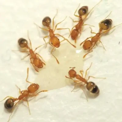 Cluster of pharaoh ants by a drop of water - Keep pharaoh ants away from your home with Kona Coast Pest Control in Kailua Kona