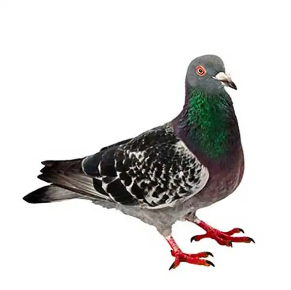 Pigeon against a white background - Keep pigeons away from your home with Kona Coast Pest Control in Kailua Kona