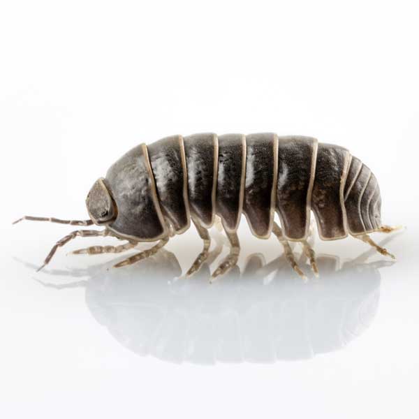 Pillbug against a white background - Keep pillbugs out of your home with Kona Coast Pest Control in Kailua Kona