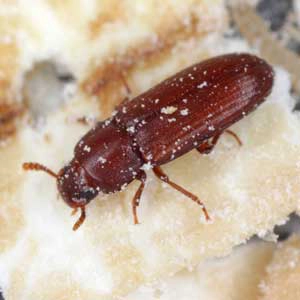 Flour beetle on a grain of rice - Keep beetles out of your pantry with Kona Coast Pest Control in Kailua Kona