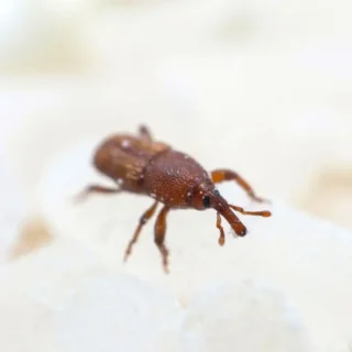 Close up of a rice weevil on a grain of rice - Keep pests away from your home with Kona Coast Pest Control in Kailua Kona
