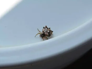 Crab spider crawling in a bowl - Keep spiders away from your home with Kona Coast Pest Control in Kailua Kona, HI