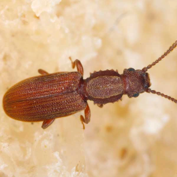 Saw-toothed beetle on a grain of rice - Keep beetles away with Kona Coast Pest Control in Kailua Kona